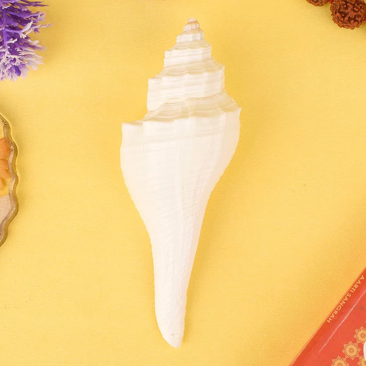 Regular Small Size Puja Shankh in White Colour (Conch Shell)