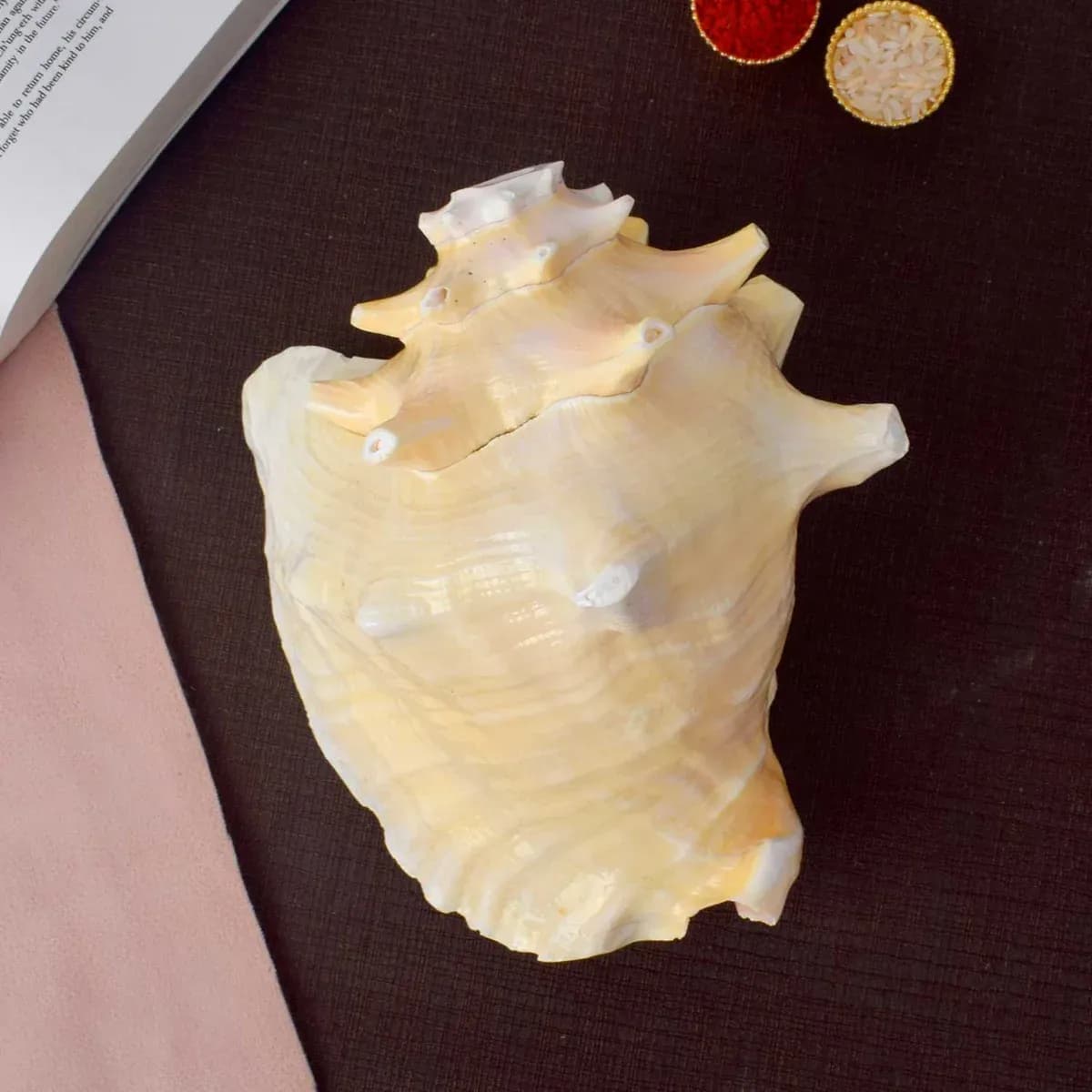 19cm Dakshinavarti Annapurna Shankh (Conch Shell)