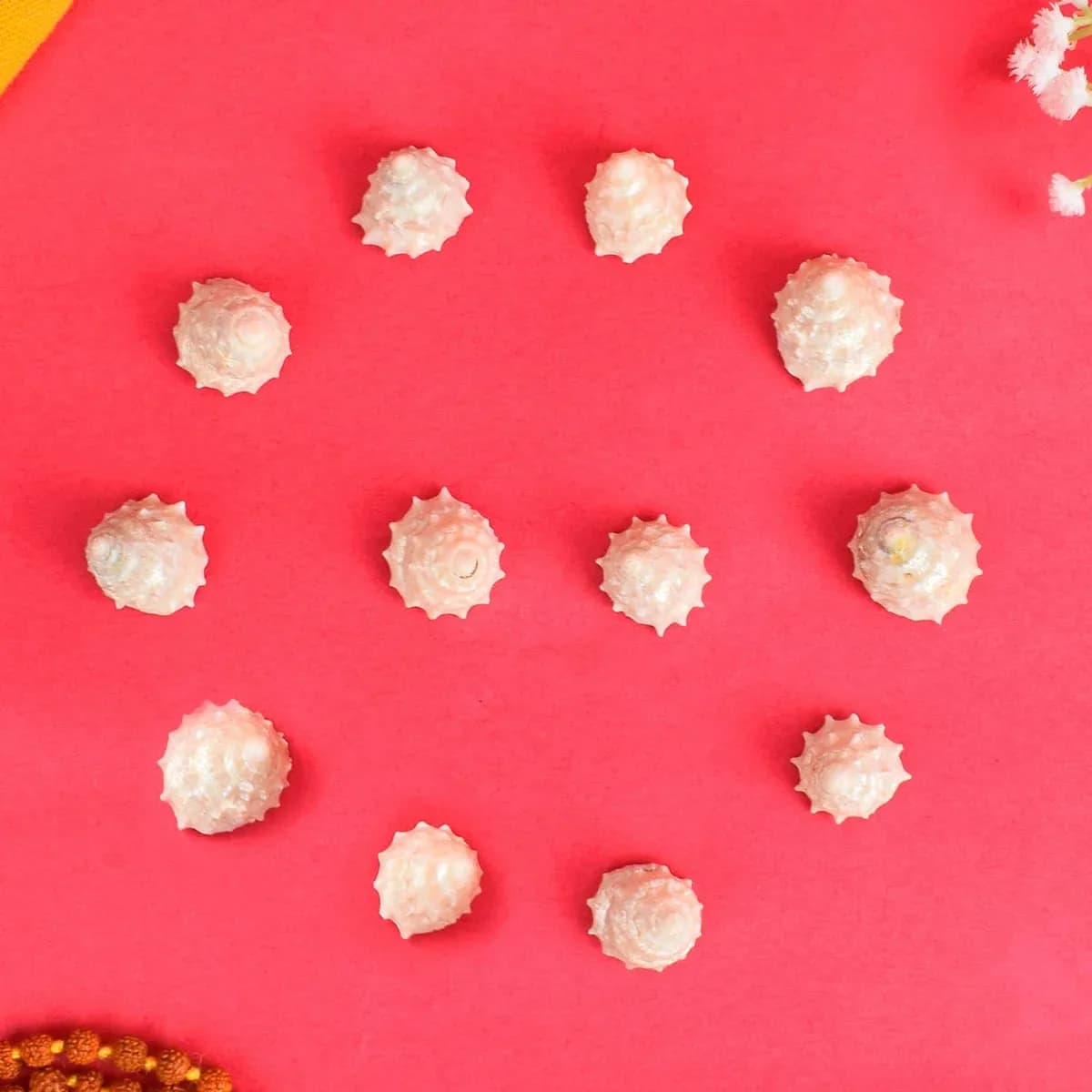 Regular Pearl Shree Laxmi Shankh Pack of 11 (Assorted)