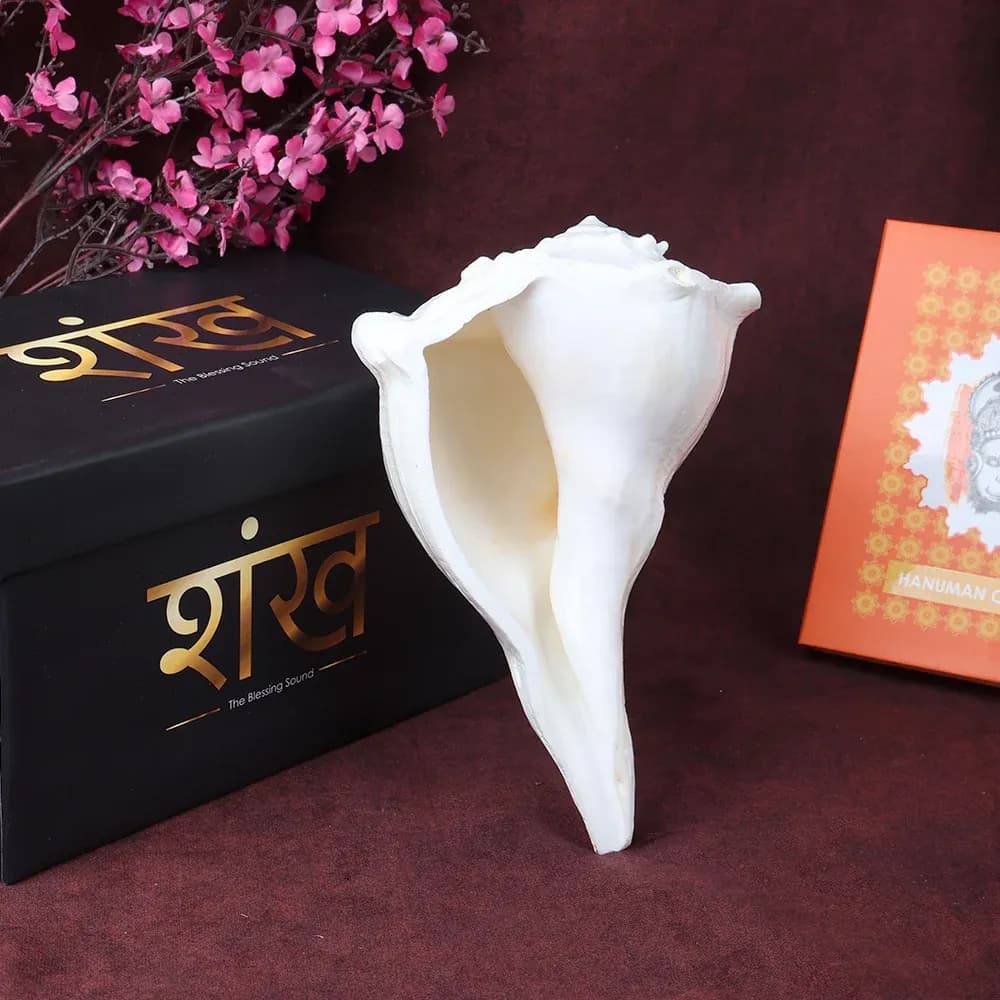 8 Inch Natural Dakshinavarti Valampuri Shankh